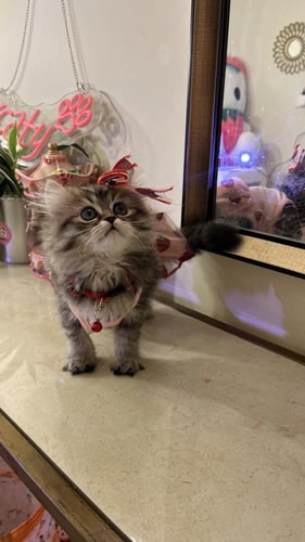 سكوتش ستريت مكس هملايا شامل المستلزمات