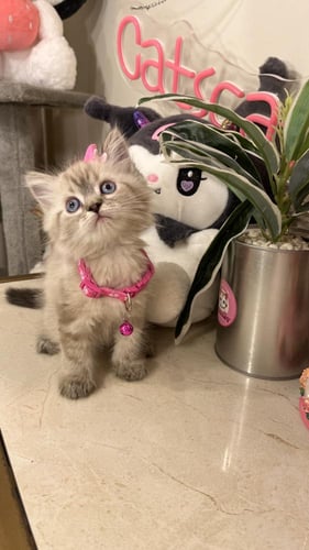 هملايا لينكس بيور شامل المستلزمات