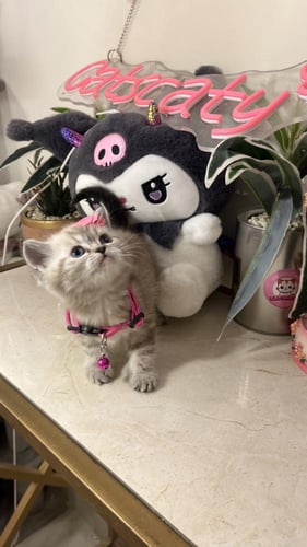 سكوتش مكس هملايا شامل المستلزمات