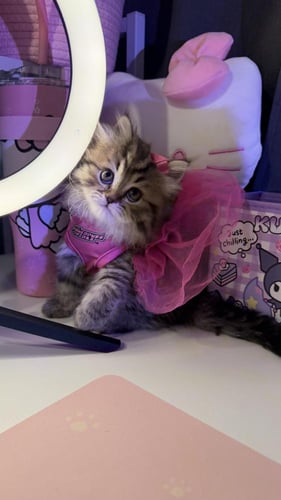 بيرشن مكس هملايا لينكس شامل المستلزمات