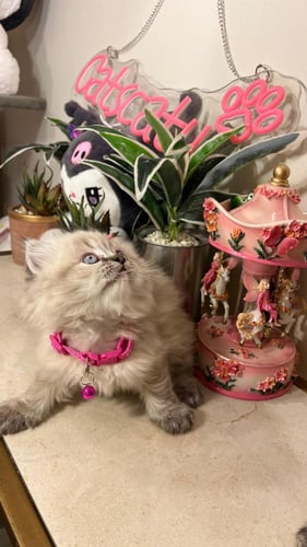 هملايا لينكس بيور شامل المستلزمات