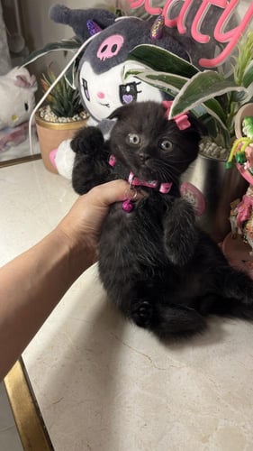 سكوتش فولد بيور شامل المستلزمات