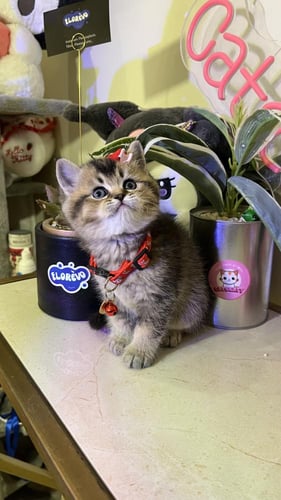 سكوتش ستريت بيور شامل المستلزمات