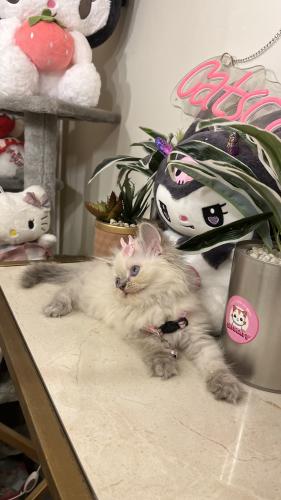 هملايا بيور شامل المستلزمات