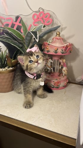 سكوتش ستريت بيور شامل المستلزمات