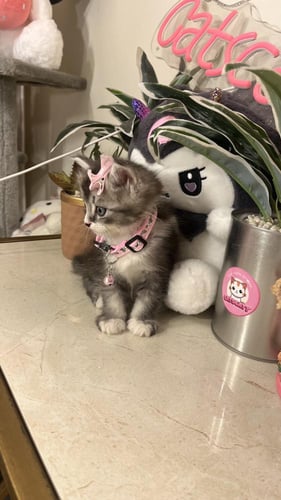 هملايا مكس سكوتش شامل االمستلزمات