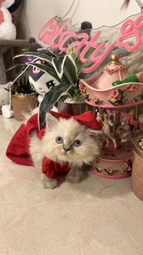 هملايا بيور شامل المستلزمات