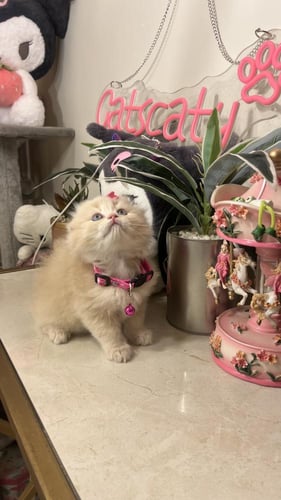 سكوتش فولد بيور شامل المستلزمات