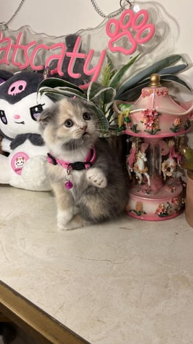 سكوتش فولد بيور ديلووت كاليكو شامل المستلزمات