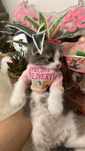 سكوتش فولد لونق هير شامل المستلزمات