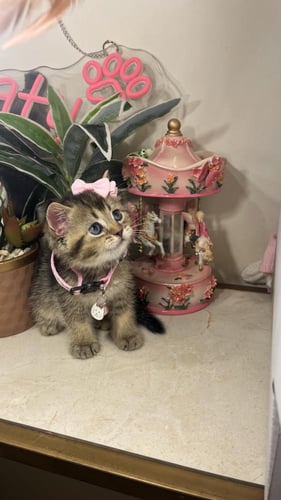 سكوتش ستريت بيور شامل المستلزمات