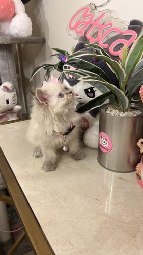 هملايا بيور شامل المستلزمات