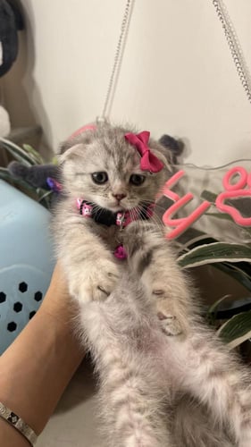 سكوتش فولد بيور شامل المستلزمات