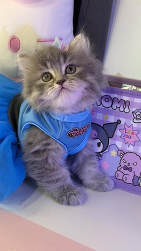 بيرشن مكس هملايا لينكس شامل المستلزمات