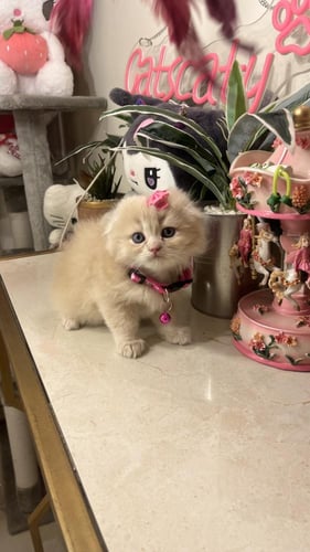 سكوتش فولد بيور شامل المستلزمات