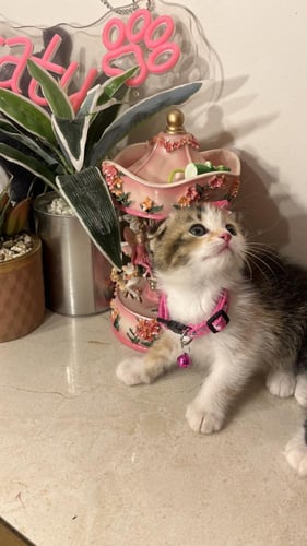 بيرشن مكس سكوتش فولد شامل المستلزمات