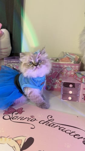 بيرشن مكس هملايا لينكس شامل المستلزمات