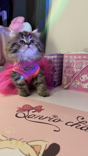 بيرشن مكس هملايا لينكس شامل المستلزمات