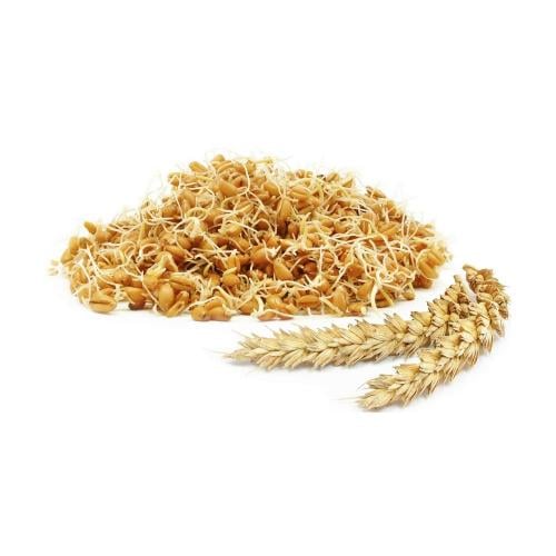 جنين قمح 200 جرام الشيخ