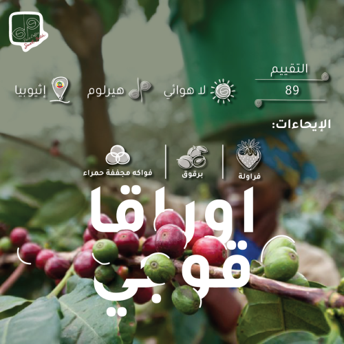 Uraga / Guji – Anaerobic Process