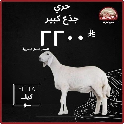 حري جذع كبير (عقيقه)