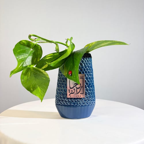 Water pothos plant