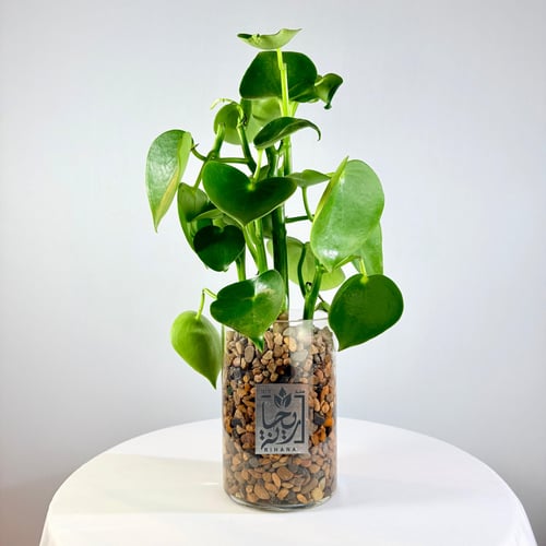 The plant of the Philodendron cardiomyum