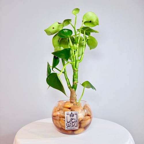 Natural Piperomia plant