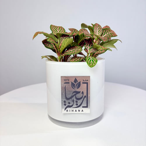 Pink violet plant