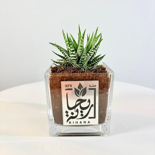 Glass Haworthia plant