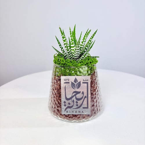 Haworthia cactus plant