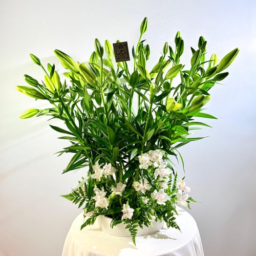 Royal lily vase