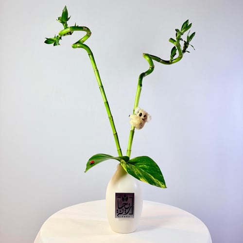 Boots and Bamboo of elegance