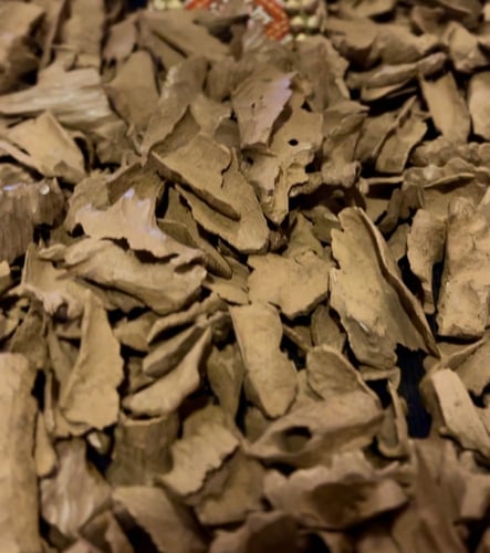 عود فتنامي زوايا مستزرع