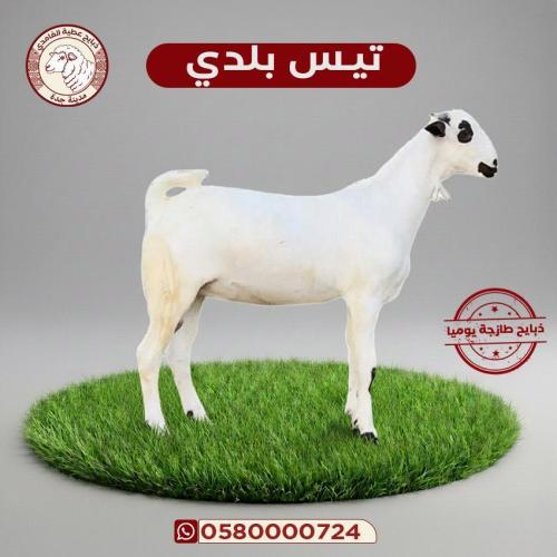 تيس صغير 14- 17 كيلو