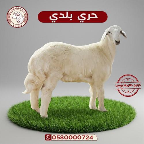 خروف حري وسط 20 - 25 كيلو