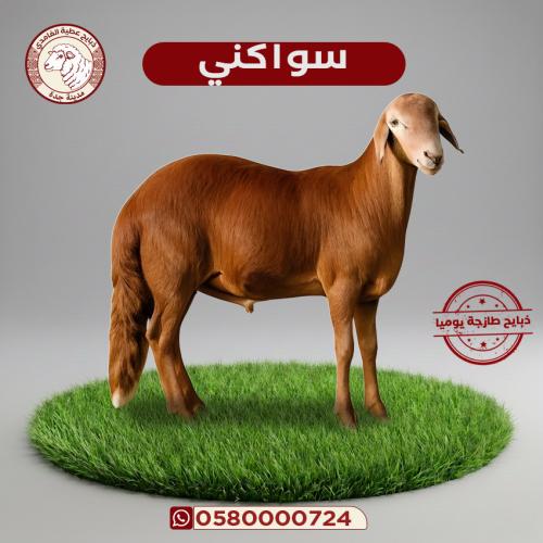 خروف سواكني كبير ( اضاحي ) 20 - 25 كيلو