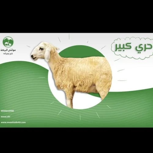 حري حجم كبير