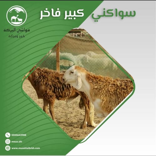 سواكني كبير فاخر