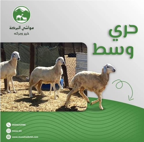 حري وسط