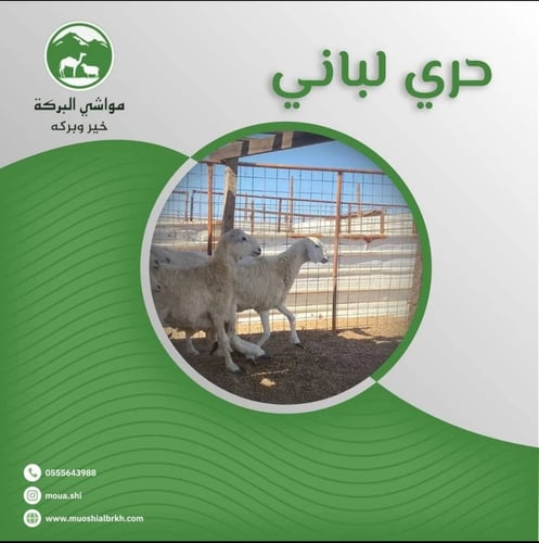 حري لباني