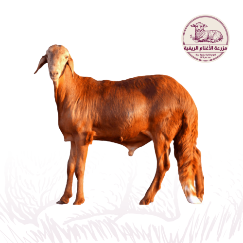 سواكني حمري 15 : 17 كيلو وسط