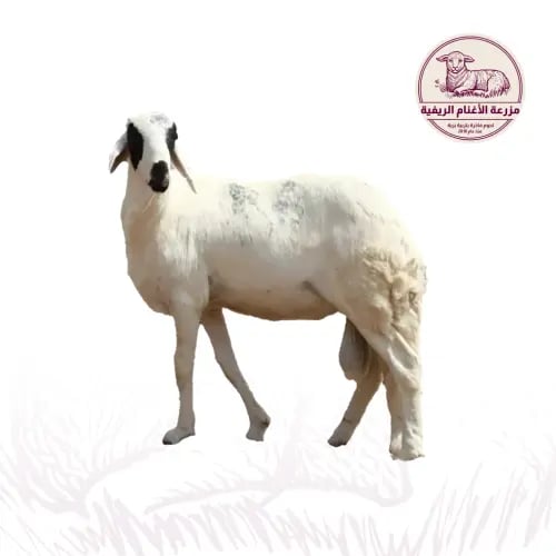 اضحية سواكني ابيض 18-20 كيلو