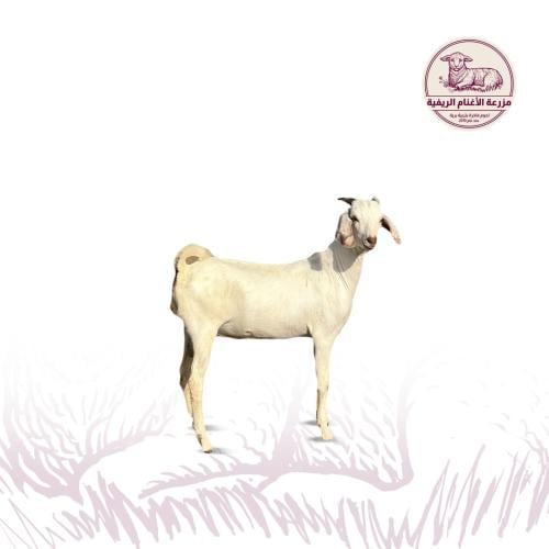 تيس لباني يمني 8:11 كيلو