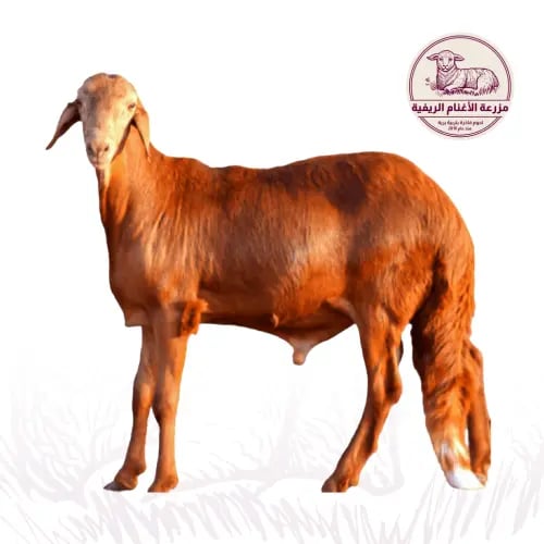 اضحية سواكني احمر 25-30 كيلو