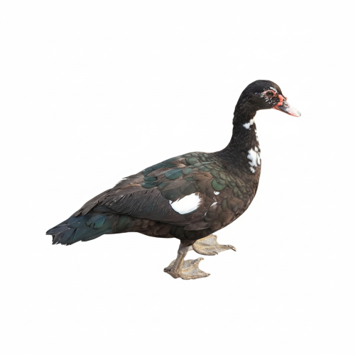 انثى بط بلدي وزن 900جم الى 1300جم