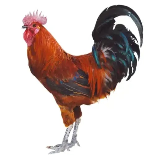 ديك بلدي عضوي الوزن 700 الى 800جم