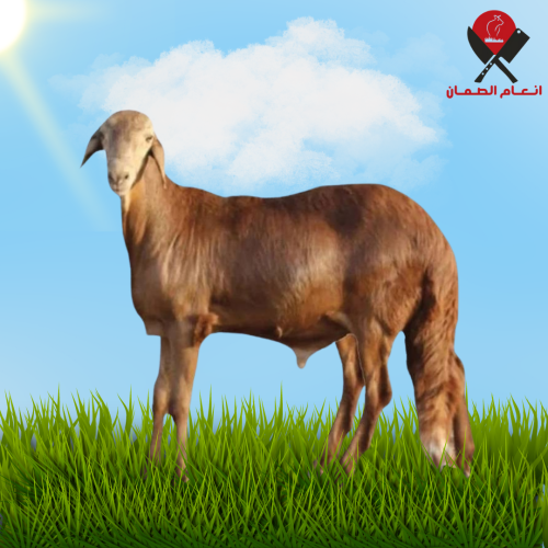 سواكني أحمر 8شهور