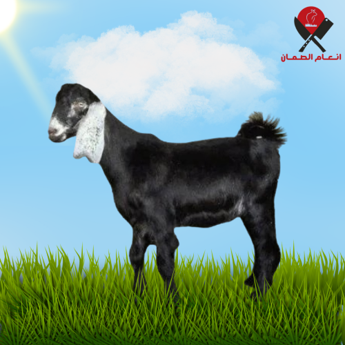 ذبيحه تيس بلدي - ٥ شهور