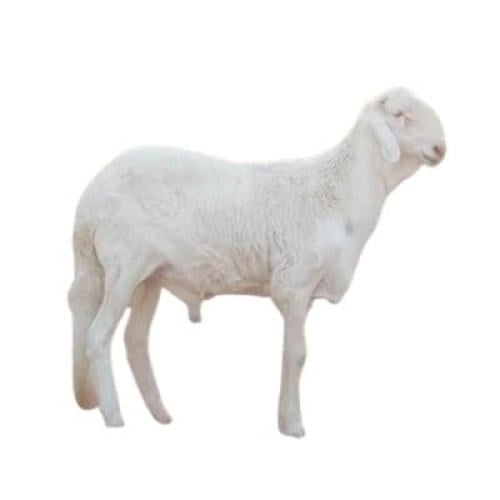 سواكني ابيض من 6 شهور الوزن تقريبا 22_25